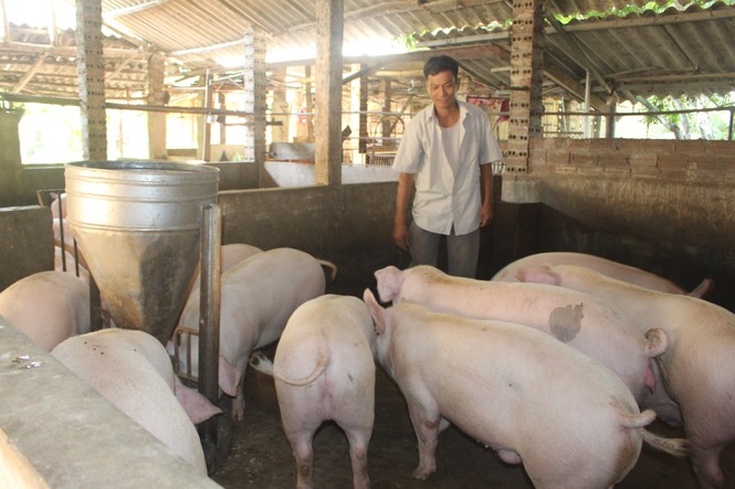 Giá thịt lợn Tết ở mức cao, nông dân được hưởng lợi như thế nào? - Ảnh 1