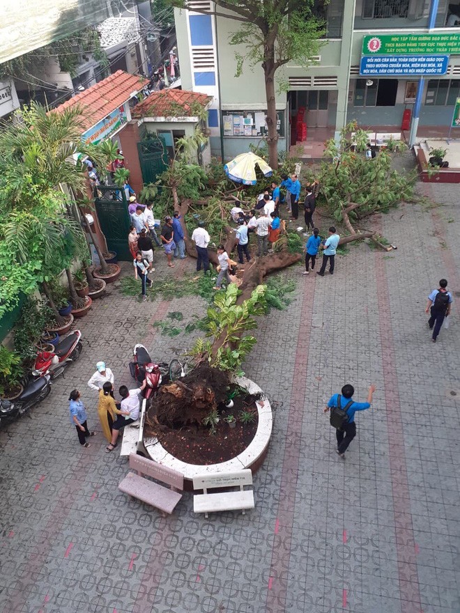 Từ sự việc cây đổ khiến học sinh tử vong, bạn nên ghi lại các quy tắc an toàn mùa mưa bão - ảnh 2