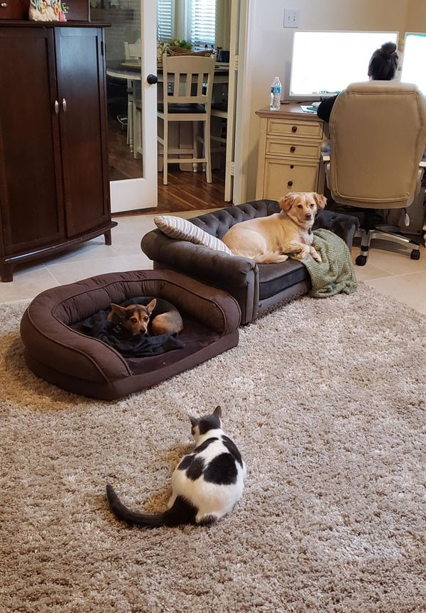 Chú chó bất ngờ nổi tiếng khi nằm ngủ trên sofa lúc chủ nhân dẫn bản tin trên truyền hình - ảnh 4