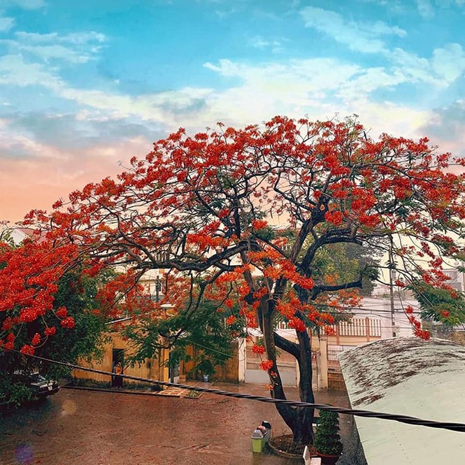 Hàng loạt cây phượng bị chặt hạ đề phòng đổ gãy, các bạn học sinh ngậm ngùi tiếc nuối - ảnh 2