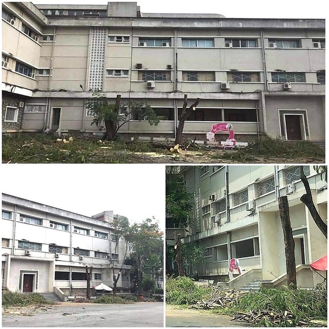 Hàng loạt cây phượng bị chặt hạ đề phòng đổ gãy, các bạn học sinh ngậm ngùi tiếc nuối - ảnh 4