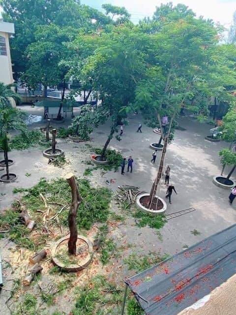 Hàng loạt cây phượng bị chặt hạ đề phòng đổ gãy, các bạn học sinh ngậm ngùi tiếc nuối - ảnh 5