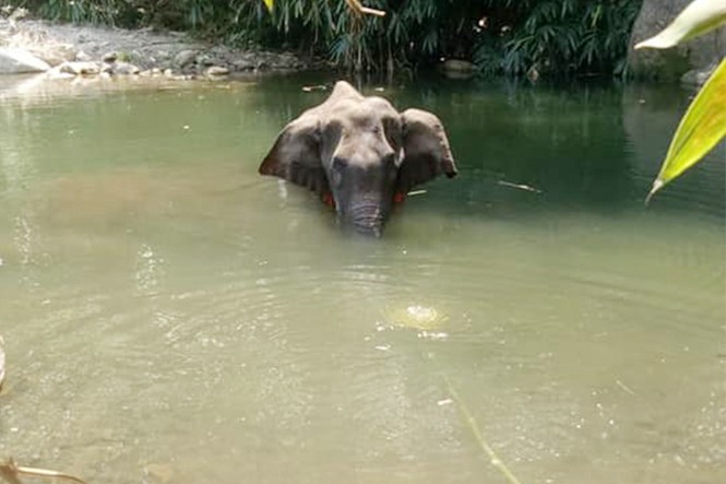 Voi mẹ mang thai chết vì bị dân làng lừa cho ăn trái dứa nhồi pháo khiến dân mạng phẫn nộ - ảnh 3
