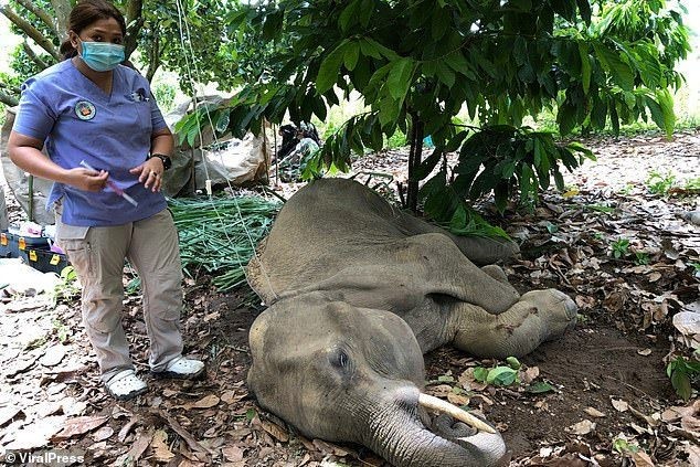 Voi mẹ mang thai chết vì bị dân làng lừa cho ăn trái dứa nhồi pháo khiến dân mạng phẫn nộ - ảnh 4