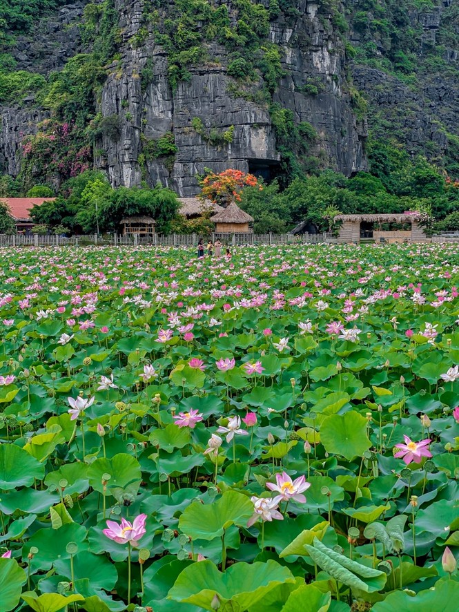 Ninh Bình sau dịch COVID-19: Đầm sen Hang Múa là điểm nhấn thu hút khách du lịch - ảnh 3