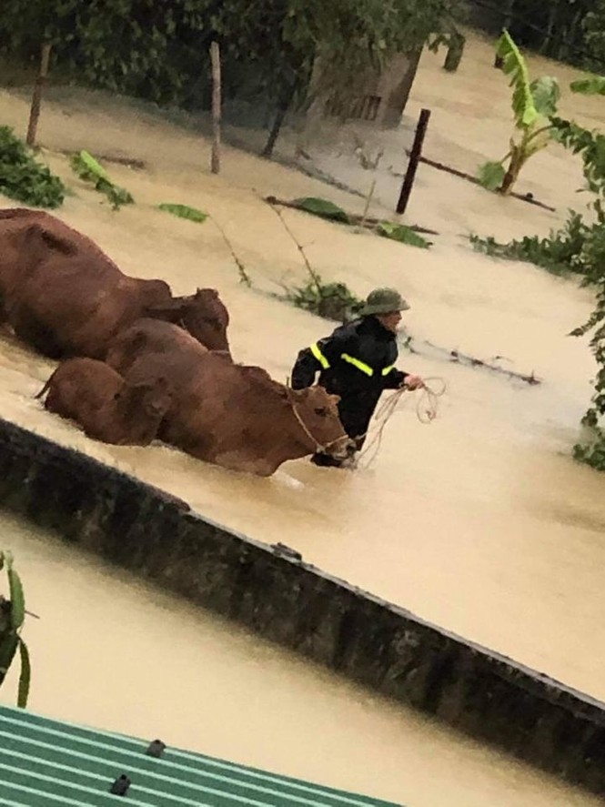 Cảnh tượng xót xa: Nhiều nơi tại Nghệ An ngập sâu trong nước lũ, khu vực biển bị sập bờ kè - ảnh 4