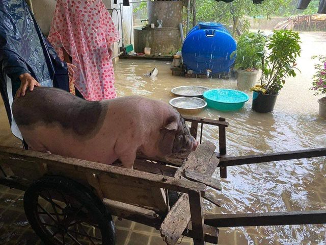 Cảnh tượng xót xa: Nhiều nơi tại Nghệ An ngập sâu trong nước lũ, khu vực biển bị sập bờ kè - ảnh 12