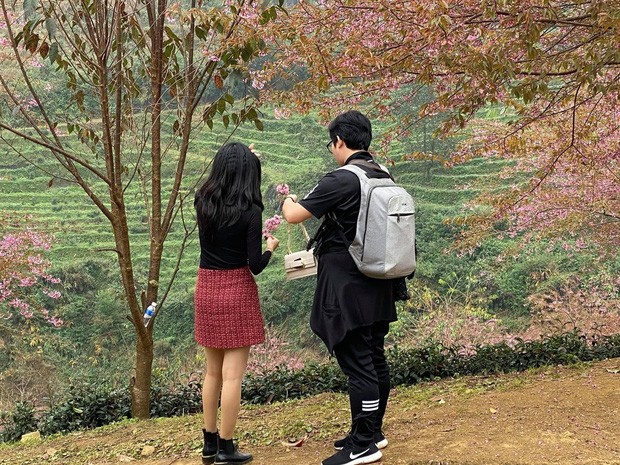 Sa Pa: Đồi chè Ô Long phải đóng cửa do nhiều du khách vô ý thức thi nhau xả rác, ngắt hoa - ảnh 5
