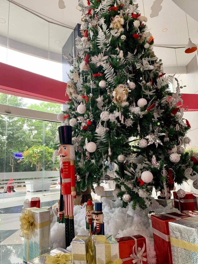 Hà Nội: Đại học Thăng Long có cây thông