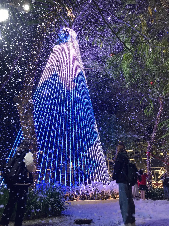Hà Nội: Đại học Thăng Long có cây thông