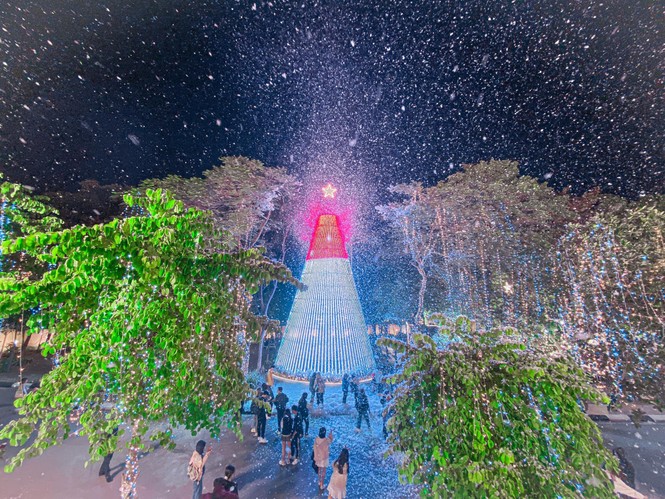Hà Nội: Đại học Thăng Long có cây thông