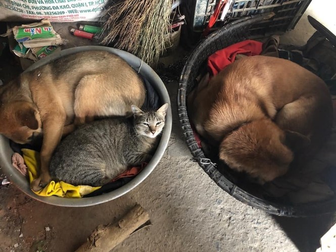 Thời trang của hội thú cưng trong thời tiết rét đậm: Khi