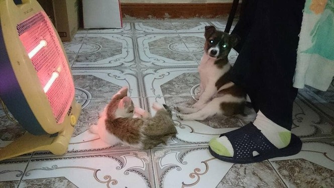 Thời trang của hội thú cưng trong thời tiết rét đậm: Khi