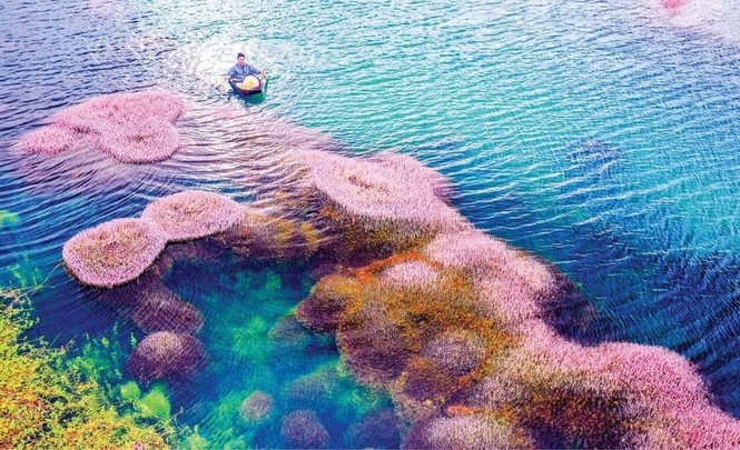 Ngất ngây trước vẻ đẹp của hồ Tảo Hồng ở Lâm Đồng, chụp ảnh ở đây cứ gọi là xuất sắc! - ảnh 5