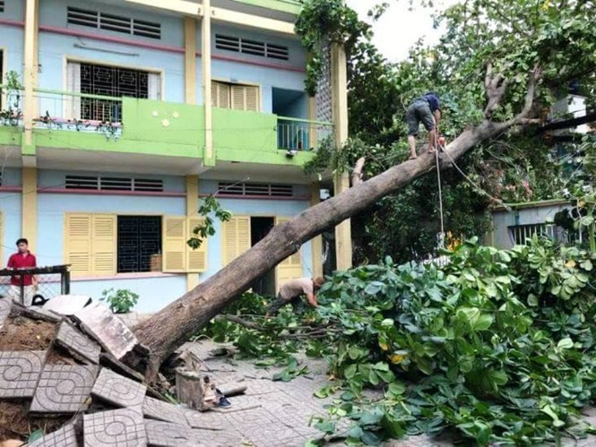 Giông lốc làm cây ngã khắp Sài Gòn, đè bẹp ô tô, lốc mái nhà dân - ảnh 1