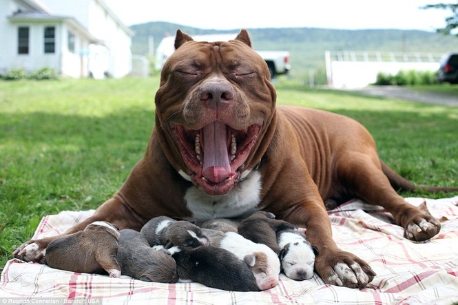 Choáng váng với đàn chó pitbull con giá 10 tỉ đồng - ảnh 3