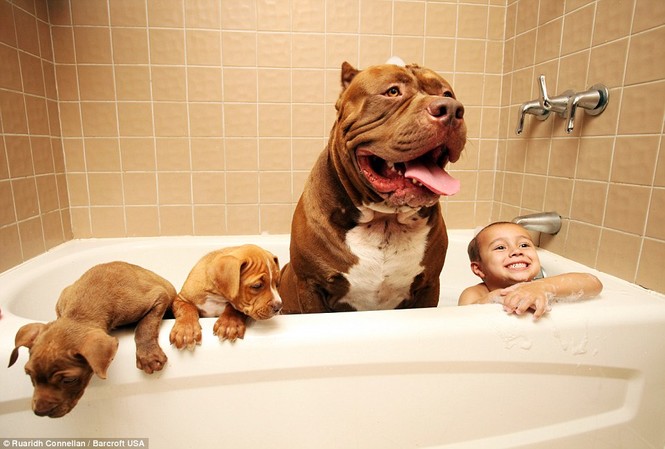 Choáng váng với đàn chó pitbull con giá 10 tỉ đồng - ảnh 7