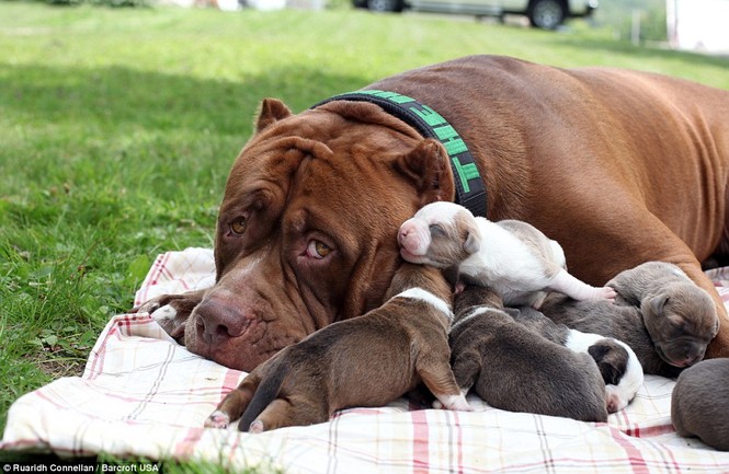 Choáng váng với đàn chó pitbull con giá 10 tỉ đồng - ảnh 2