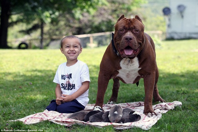 Choáng váng với đàn chó pitbull con giá 10 tỉ đồng - ảnh 6