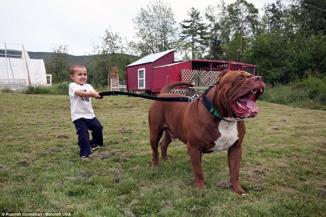 Choáng váng với đàn chó pitbull con giá 10 tỉ đồng - ảnh 5