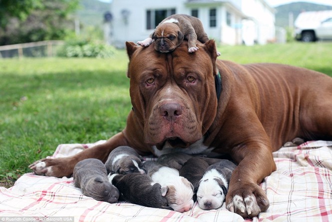 Choáng váng với đàn chó pitbull con giá 10 tỉ đồng - ảnh 1