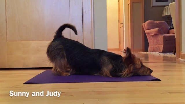 Chú chó tự tập Yoga gây ‘sốt’ mạng xã hội - ảnh 5