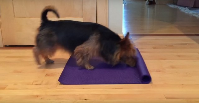 Chú chó tự tập Yoga gây ‘sốt’ mạng xã hội - ảnh 3