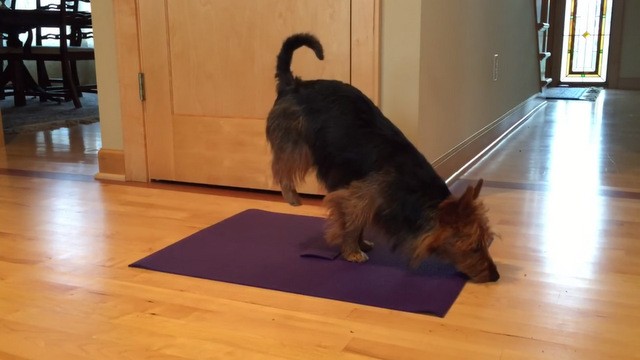 Chú chó tự tập Yoga gây ‘sốt’ mạng xã hội - ảnh 4