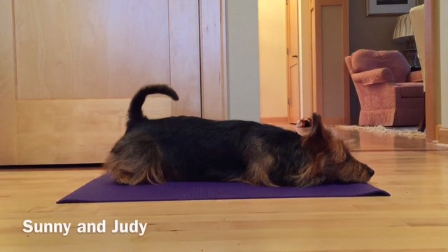 Chú chó tự tập Yoga gây ‘sốt’ mạng xã hội - ảnh 1
