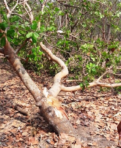 Đăk Lăk: Voi rừng tàn phá thiệt hại hàng trăm triệu đồng - ảnh 1