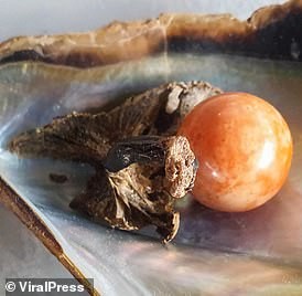 Being 'hibiscus', a fisherman found an orange pearl costing nearly 8 billion - photo 3