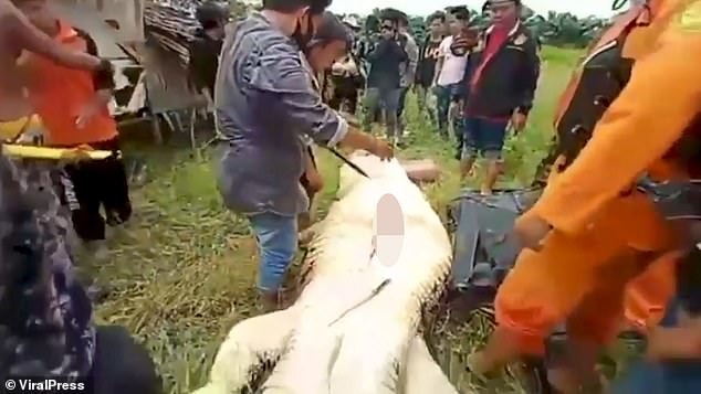 Indonesia: Cutting the belly of the giant crocodile, he found the child's body still intact - photo 3