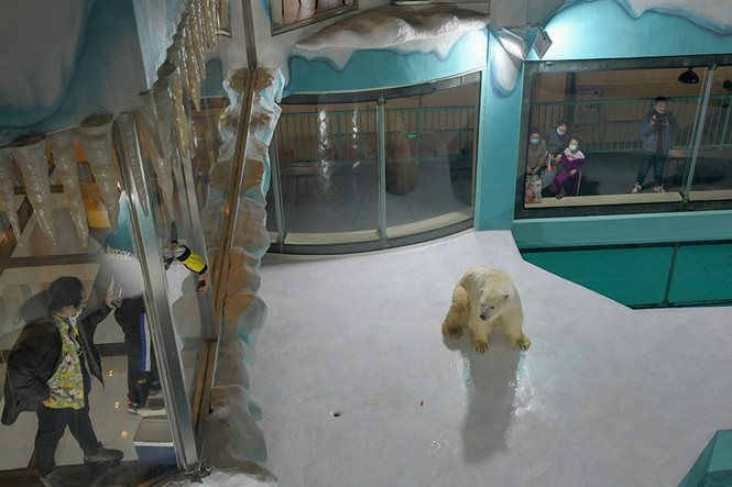 Trung Quốc: Khách sạn view chuồng gấu Bắc Cực bị chỉ trích thậm tệ - ảnh 2
