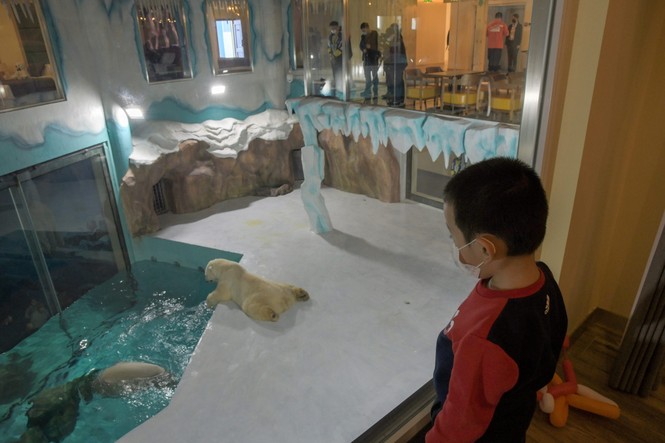 Trung Quốc: Khách sạn view chuồng gấu Bắc Cực bị chỉ trích thậm tệ - ảnh 3