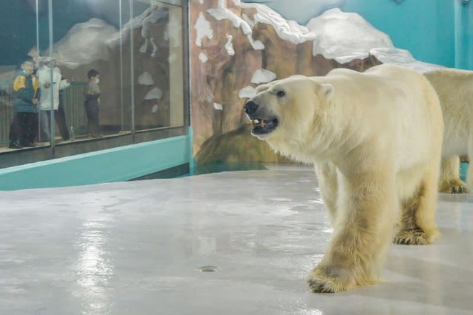 Trung Quốc: Khách sạn view chuồng gấu Bắc Cực bị chỉ trích thậm tệ - ảnh 4