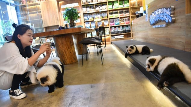 gấu trúc Tứ Xuyên Trung Quốc chó xù Tây Tạng nhuộm lông quán cafe - ảnh 1