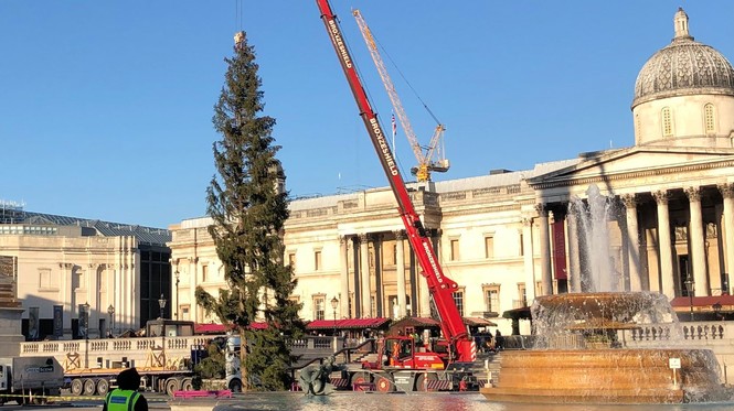 cây thông Giáng sinh Noel quảng trường Anh rừng Na Uy Rome - ảnh 1