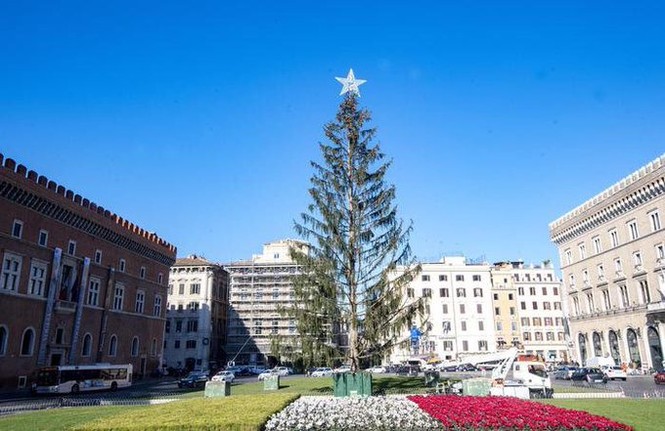 cây thông Giáng sinh Noel quảng trường Anh rừng Na Uy Rome - ảnh 5