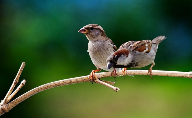 Bạn đọc sáng tác: Tôi cứu một chú chim sẻ nhỏ, xây đắp êm đềm kỷ niệm tuổi thơ - ảnh 1