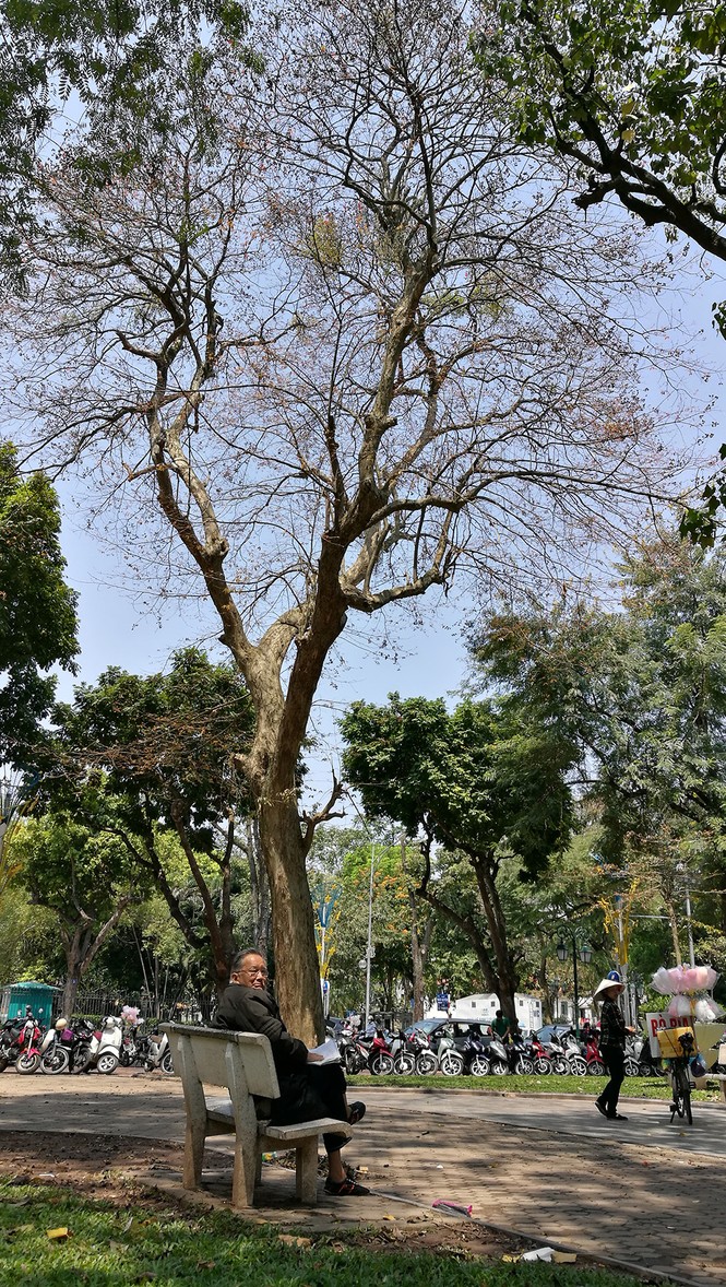 Hà Nội rực rỡ nắng vàng trong tiết trời cuối xuân - ảnh 10