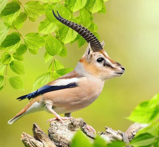 Loạt hình ảnh chế động vật dễ thương muốn... xỉu - ảnh 2