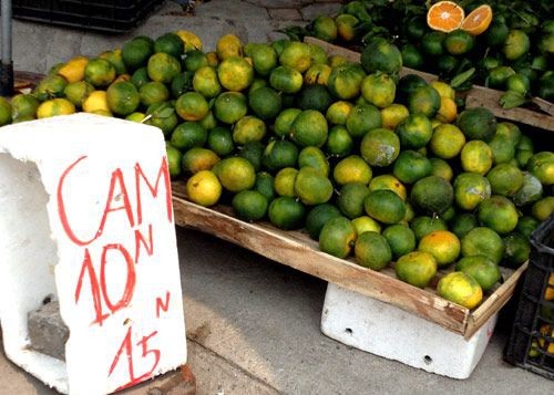 Chanh tăng giá sốc sau khi chặt cây làm... củi - ảnh 1