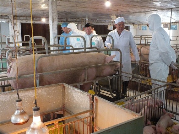 Bộ Nông nghiệp báo cáo khẩn Thủ tướng tình hình thịt lợn - ảnh 2