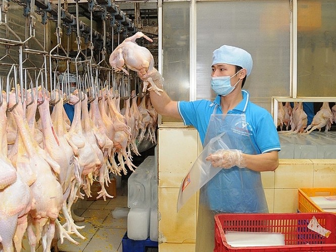 Cảnh báo doanh nghiệp tham gia, tiếp tay cho buôn lậu thịt lợn qua biên giới - ảnh 1