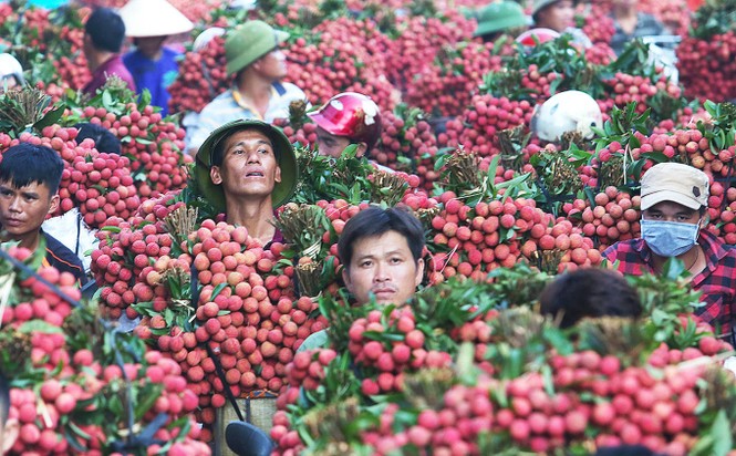 Xuất khẩu nông lâm thủy sản năm 2019 ước đạt 41,3 tỷ USD - ảnh 1