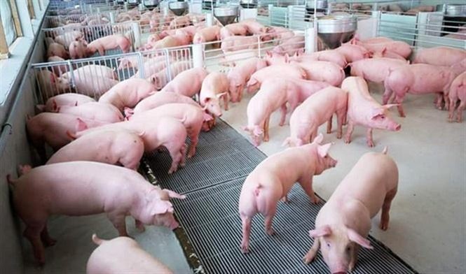 Trong 'bão' dịch tả lợn châu Phi: Việt Nam có bao nhiêu vùng an toàn dịch bệnh? - ảnh 1