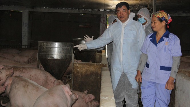 Nhiều tín hiệu tích cực về nguồn cung thịt lợn dịp Tết - ảnh 1