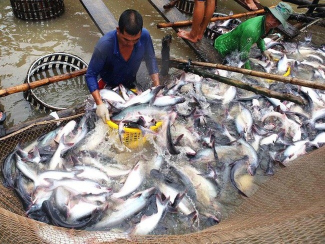 Xuất khẩu nông, lâm, thủy sản tháng đầu năm hụt hơi trong dịch corona - ảnh 1