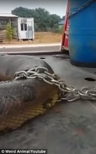 trăn nam mỹ khổng lồ - ảnh 2