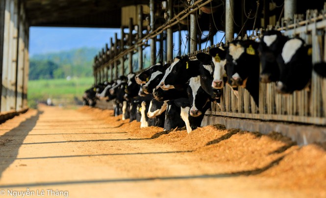 TH True Milk là doanh nghiệp đầu tiên xuất khẩu sữa chính ngạch sang Trung Quốc - ảnh 4